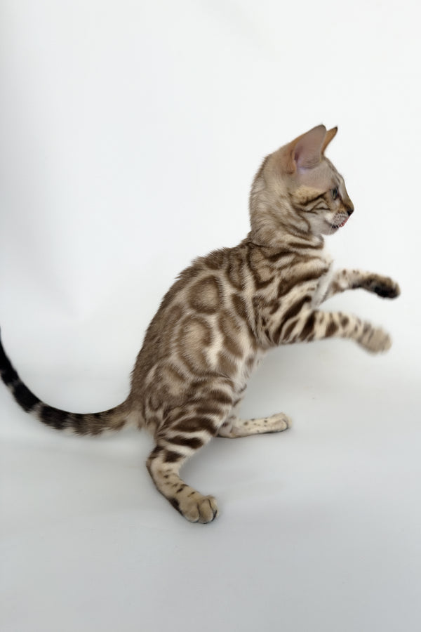 Chanel | Bengal Kitten