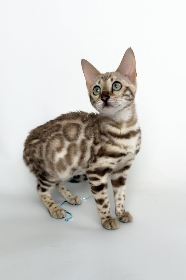 Chanel | Bengal Kitten