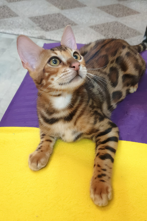A bengal kitten named charle with golden-brown fur and dark rosettes lying on a purple and yellow mat, purebred kitties with comprehensive health guarantee