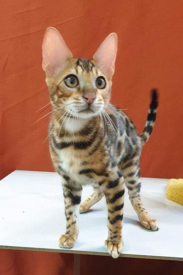 Charle bengal kitten with golden brown fur and bold black rosette markings standing alert with comprehensive health guarantee