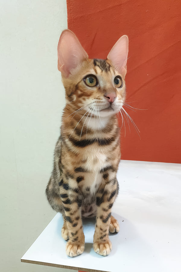 A bengal kitten named charle with green eyes and a sleek spotted coat sits on a white surface with health guarantee