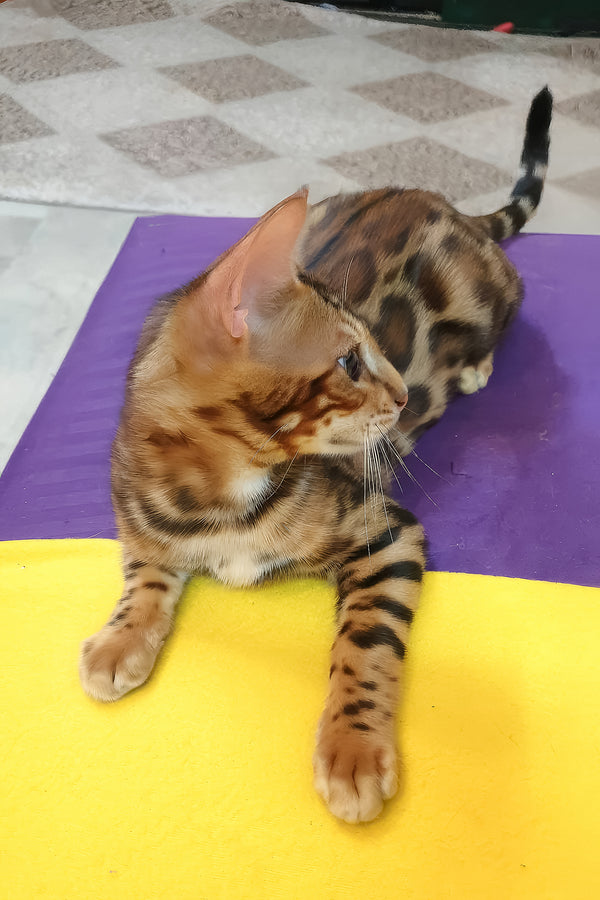 Charle bengal kitten with golden-brown fur and dark rosettes lying on a purple and yellow mat, purebred kitties with comprehensive health guarantee