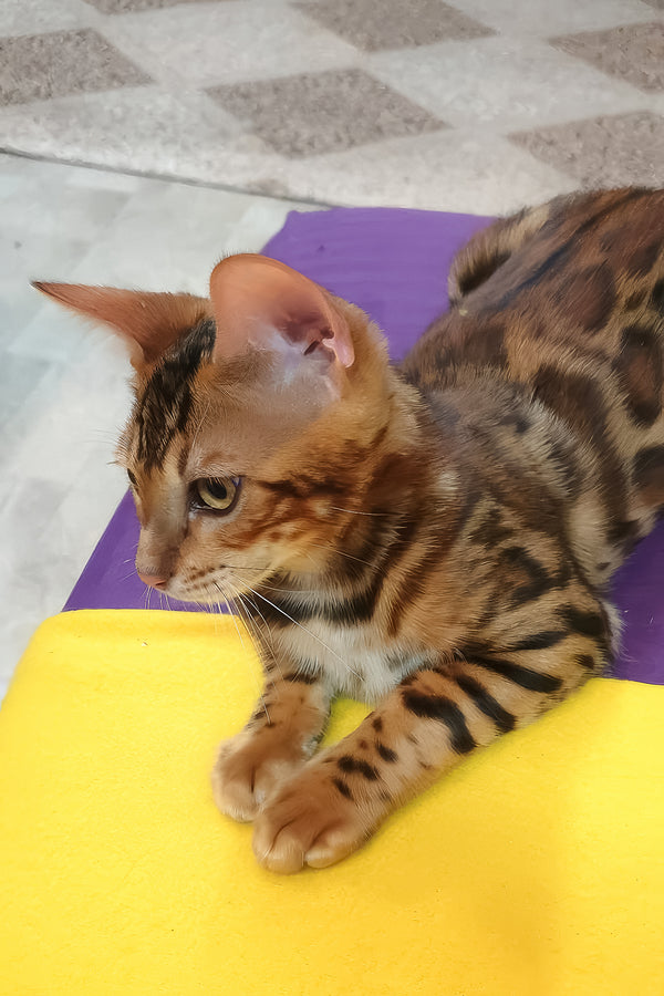 A sleek bengal kitten with golden brown fur and black rosettes lounges on yellow surface with comprehensive health guarantee