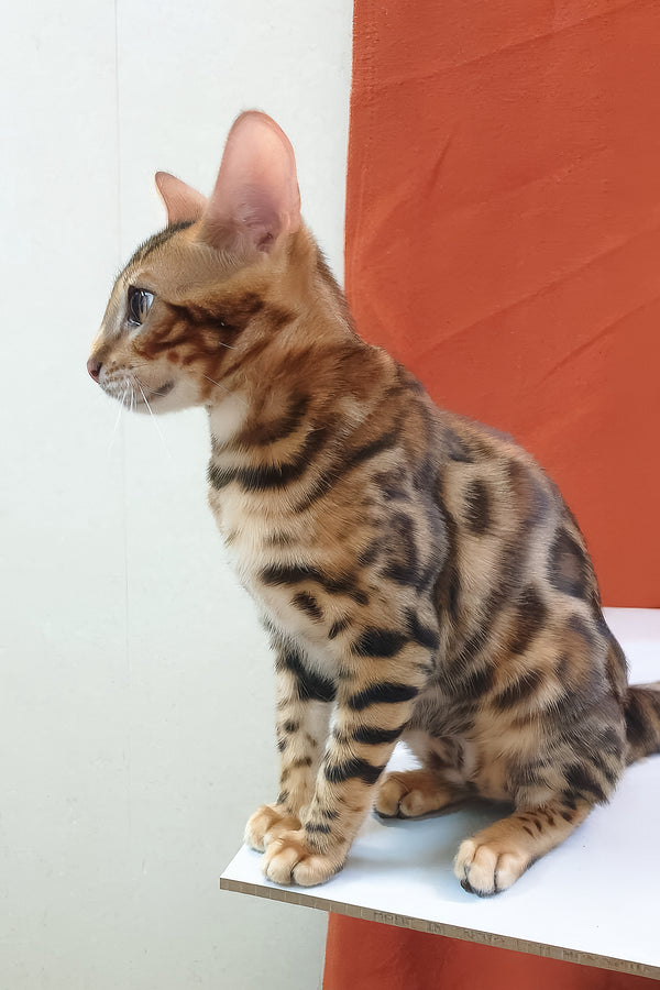 A sleek bengal kitten with a golden-brown coat and black rosettes sitting on white surface with comprehensive health guarantee