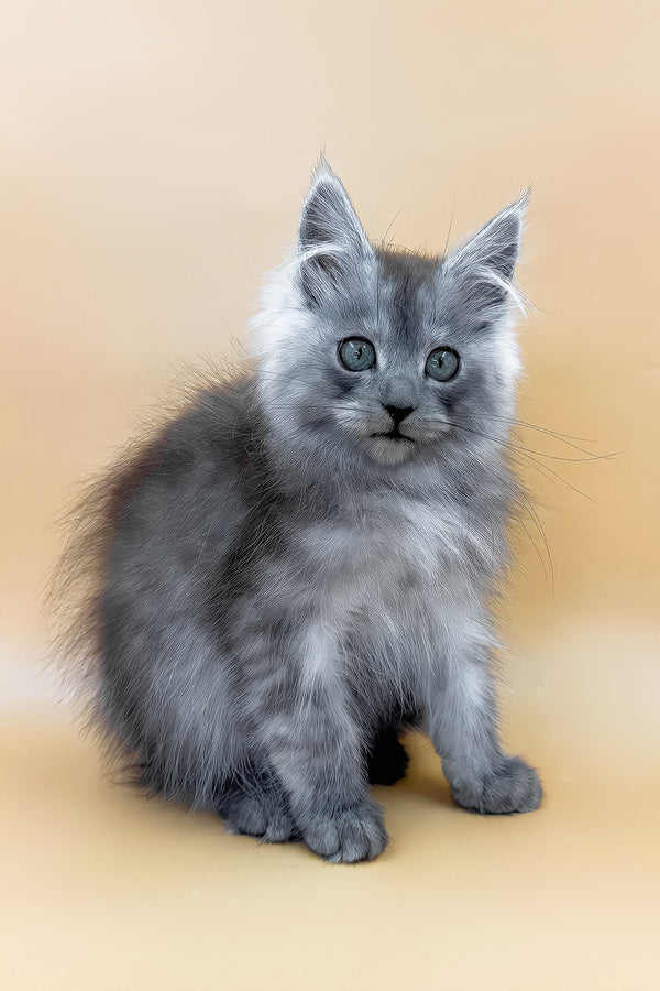 Charles | Maine Coon Kitten