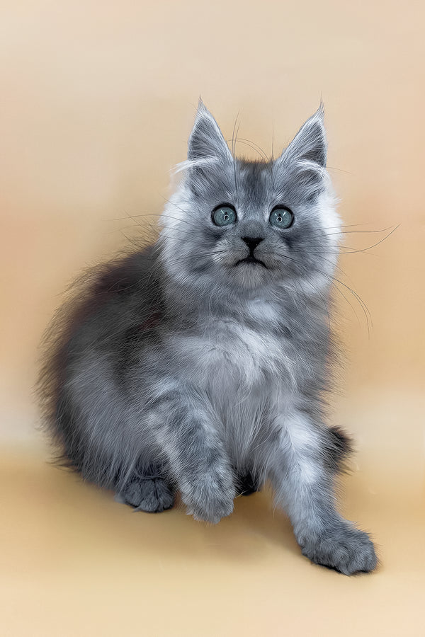 Charles | Maine Coon Kitten