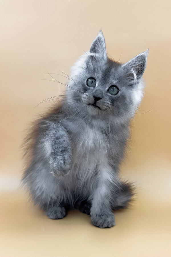 Charles | Maine Coon Kitten