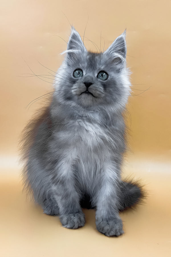 Charles | Maine Coon Kitten