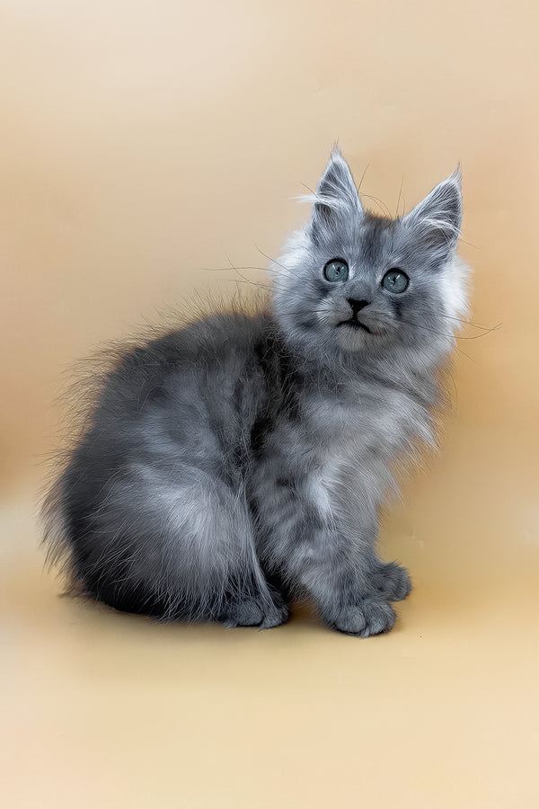 Charles | Maine Coon Kitten