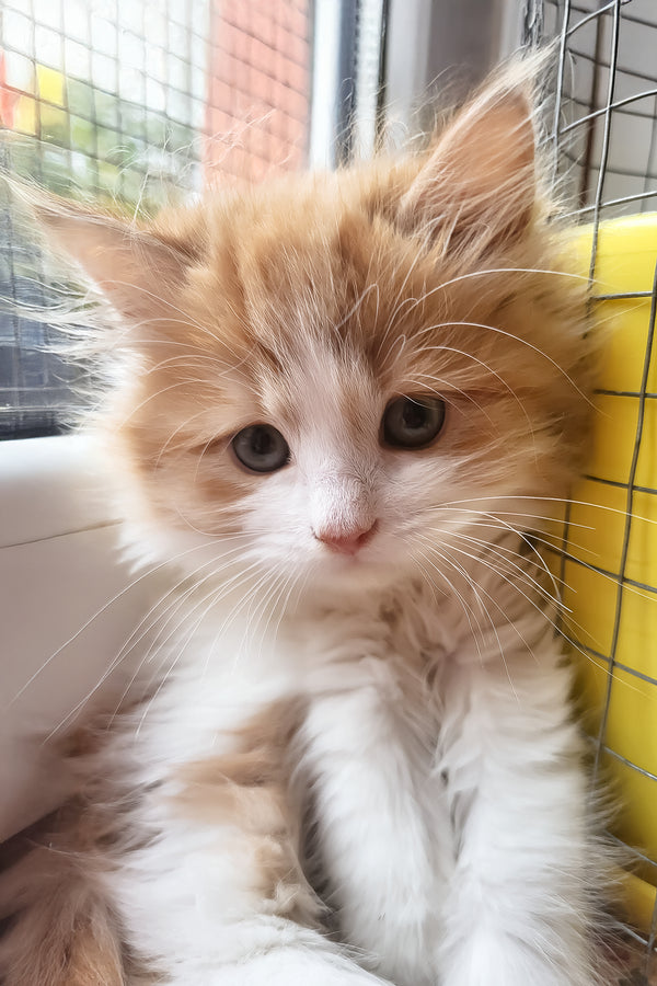 Charleston | Siberian Kitten