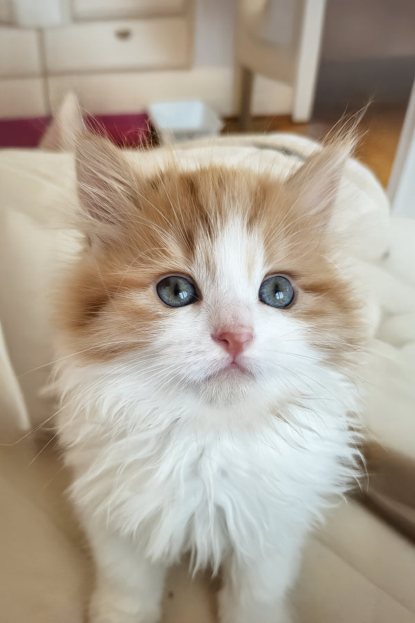 Charleston | Siberian Kitten