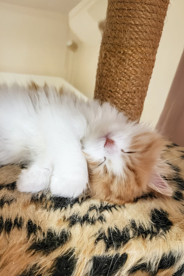 Charleston | Siberian Kitten