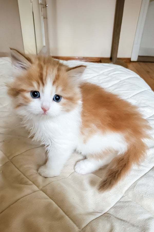 Charleston | Siberian Kitten