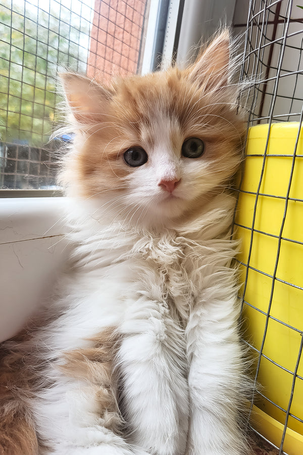 Charleston | Siberian Kitten