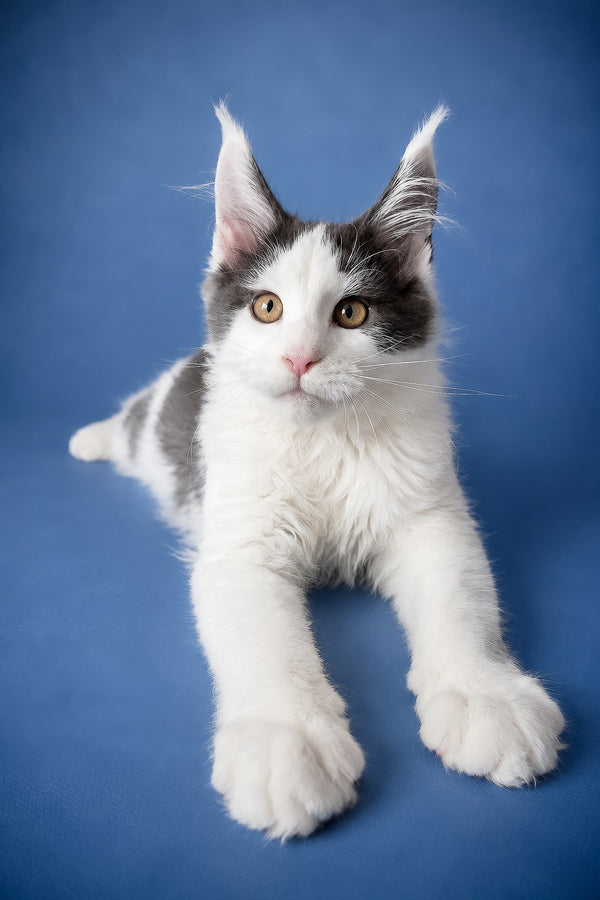 Fluffy white and gray maine coon kitten named charlie with golden eyes health guarantee available
