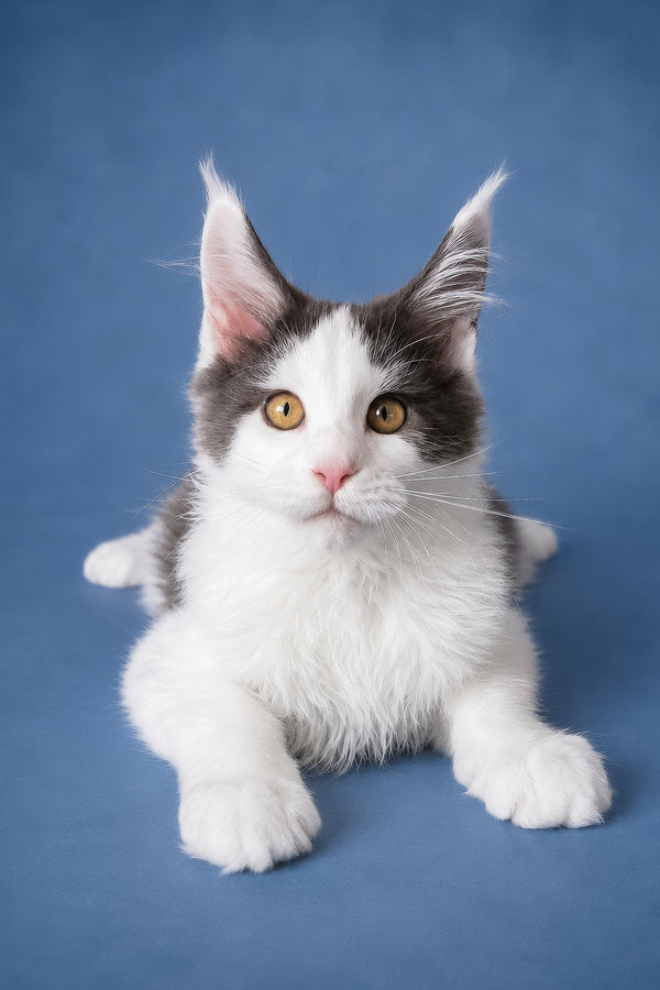 Fluffy white and gray maine coon kitten charlie with golden eyes health guarantee and blue tortoise smoke coloring
