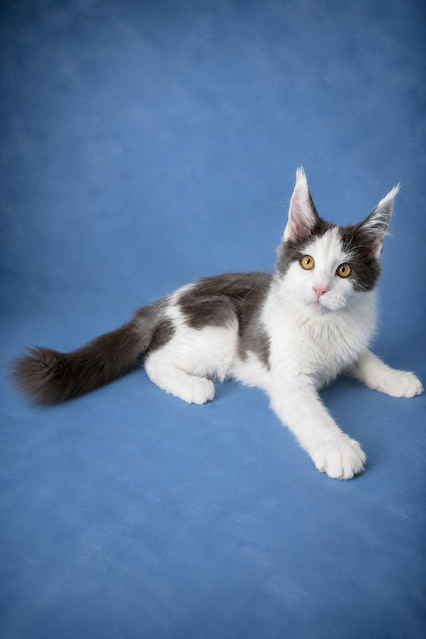 Charlie maine coon kitten with fluffy gray white fur and golden eyes lounging against a blue tortoise smoke backdrop with health guarantee