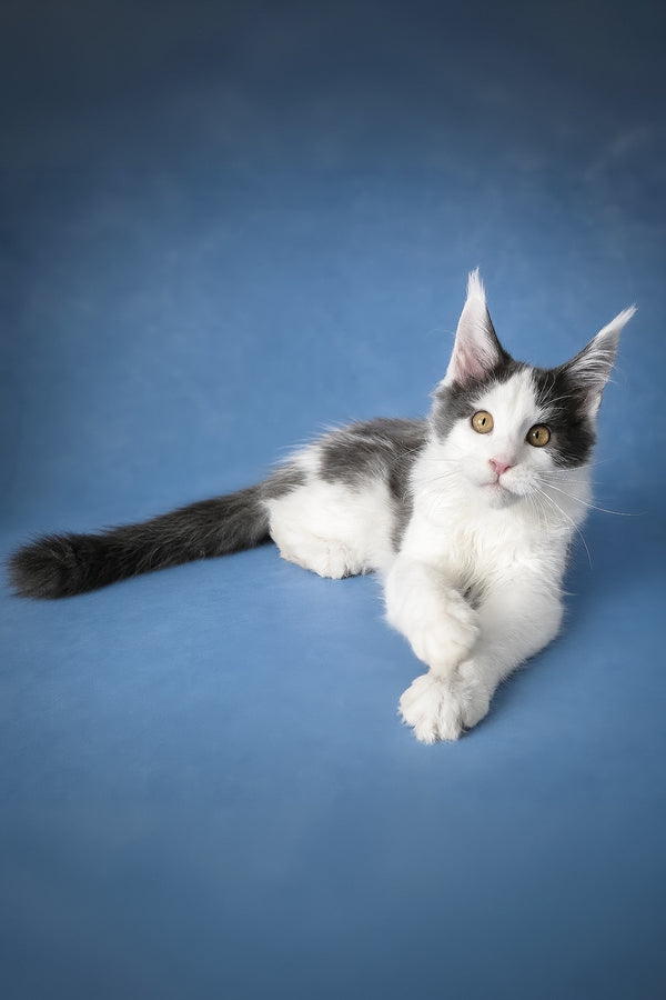 Fluffy white and gray maine coon kitten charlie with golden eyes featuring health guarantee and blue tortoise smoke hues