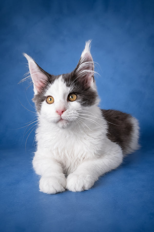 Fluffy white and gray maine coon kitten charlie with golden eyes and health guarantee in blue tortoise smoke color