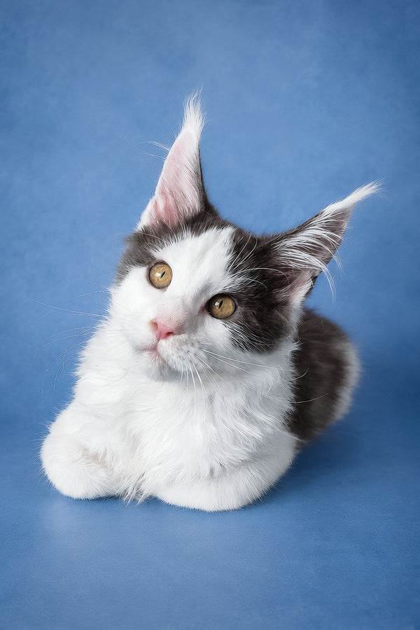 Fluffy black and white maine coon kitten charlie with striking golden eyes health guarantee included