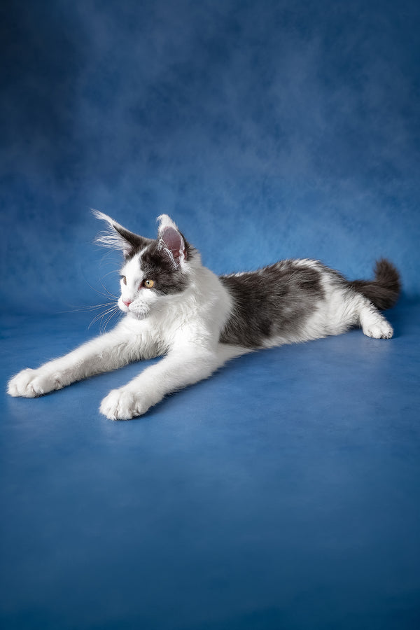 A fluffy black and white maine coon kitten with yellow eyes lounges on a smooth blue surface health guarantee included