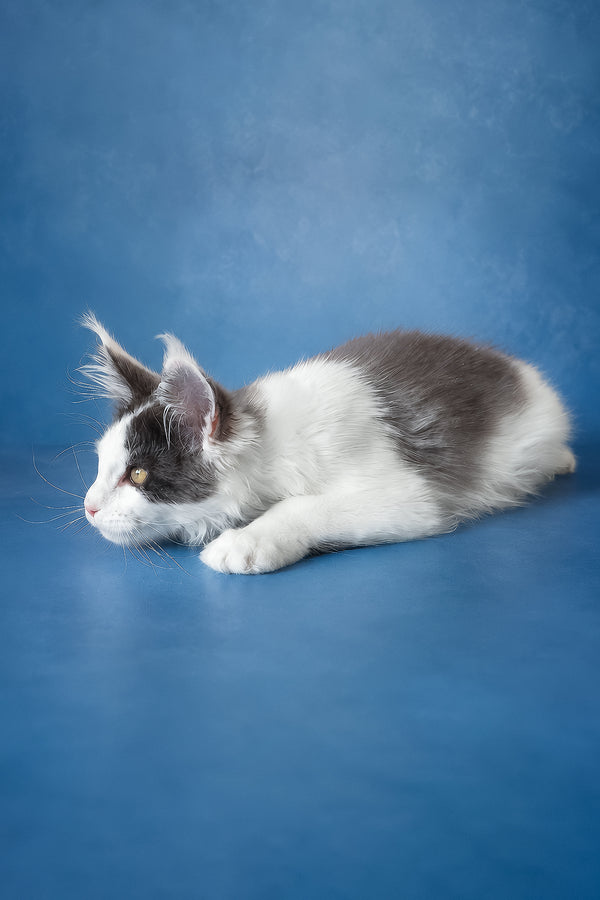 A fluffy gray and white maine coon kitten named charlie with a soft coat lies calmly on a blue surface health guarantee