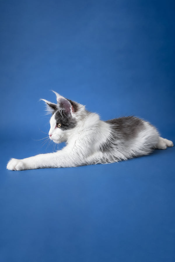 A fluffy gray and white maine coon kitten named charlie lying stretched out on a blue background with health guarantee