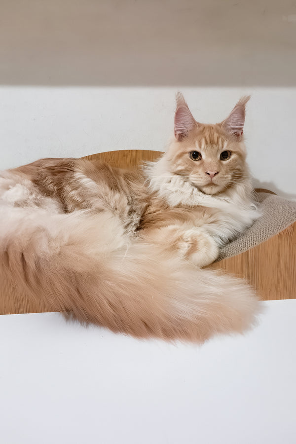Charlie | Maine Coon Kitten