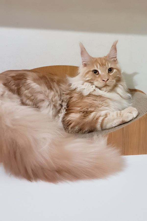 Charlie | Maine Coon Kitten