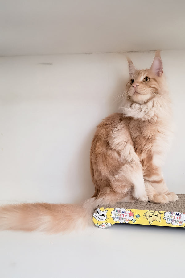 Charlie | Maine Coon Kitten