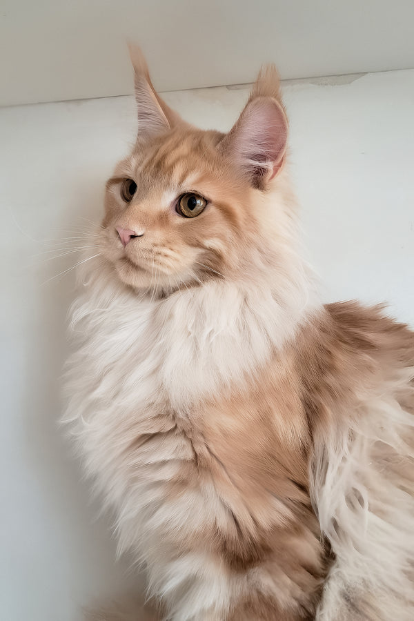Charlie | Maine Coon Kitten