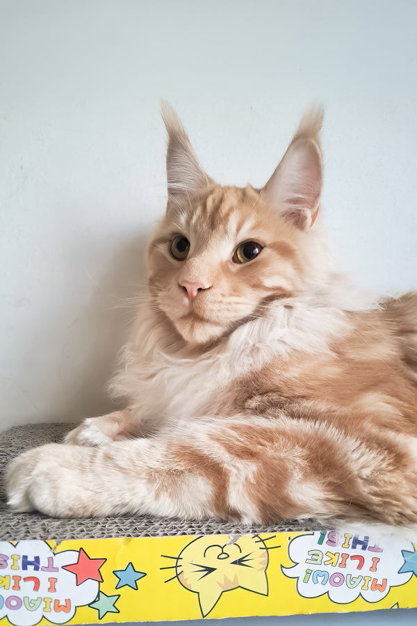 Charlie | Maine Coon Kitten