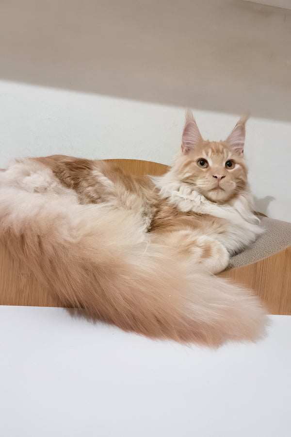 Charlie | Maine Coon Kitten