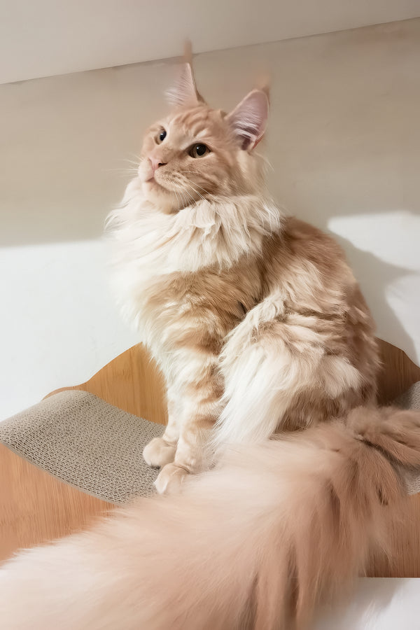 Charlie | Maine Coon Kitten