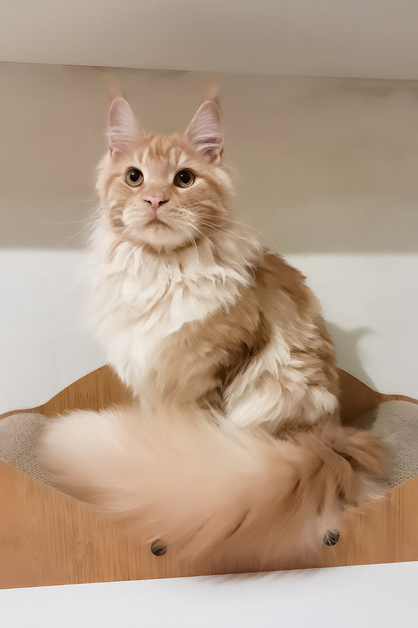 Charlie | Maine Coon Kitten