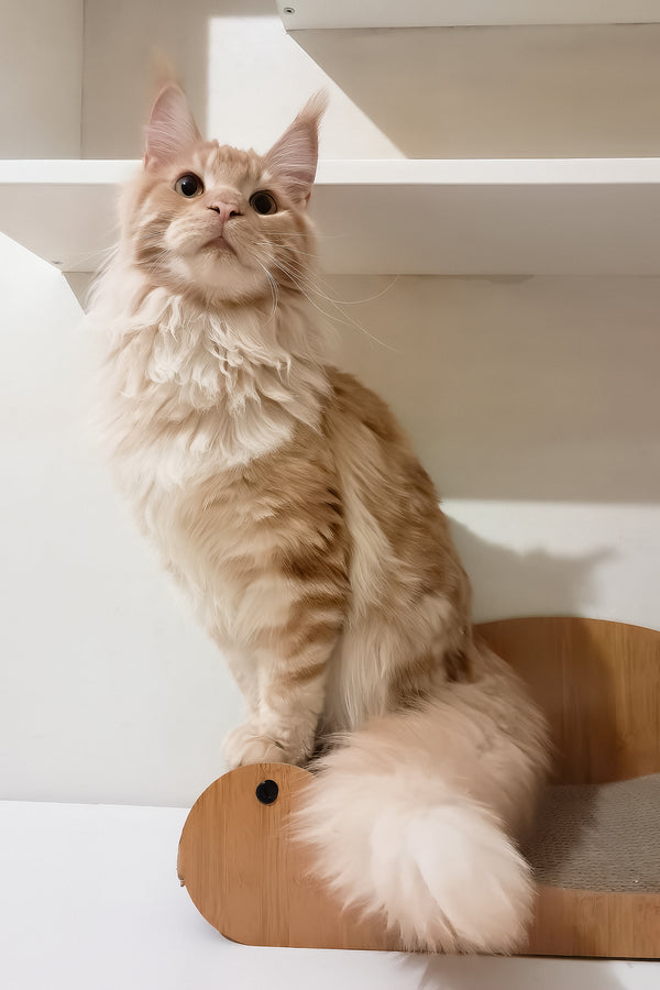 Charlie | Maine Coon Kitten