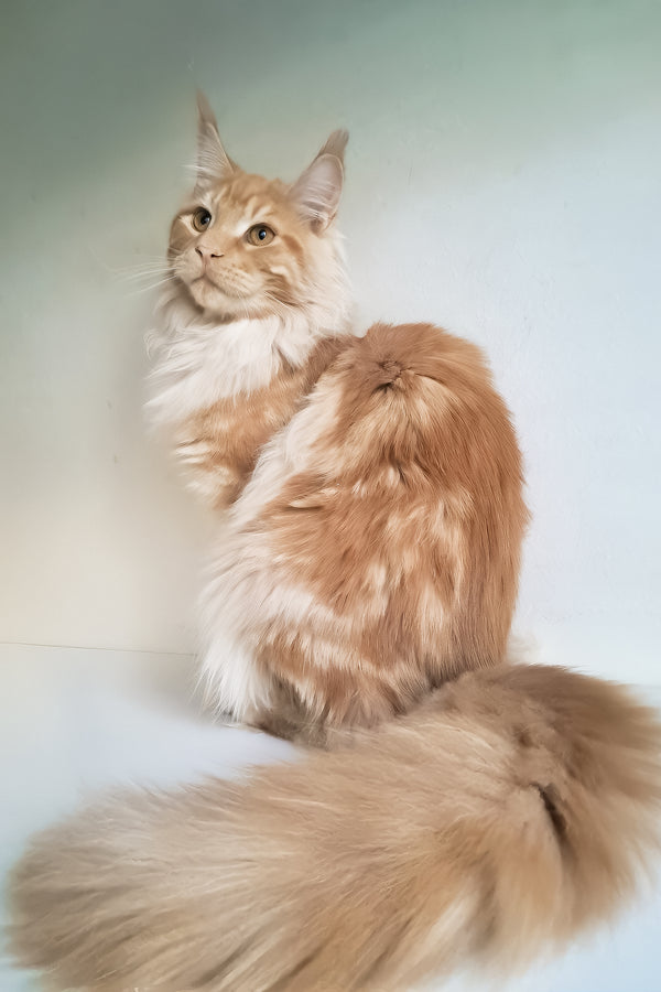 Charlie | Maine Coon Kitten