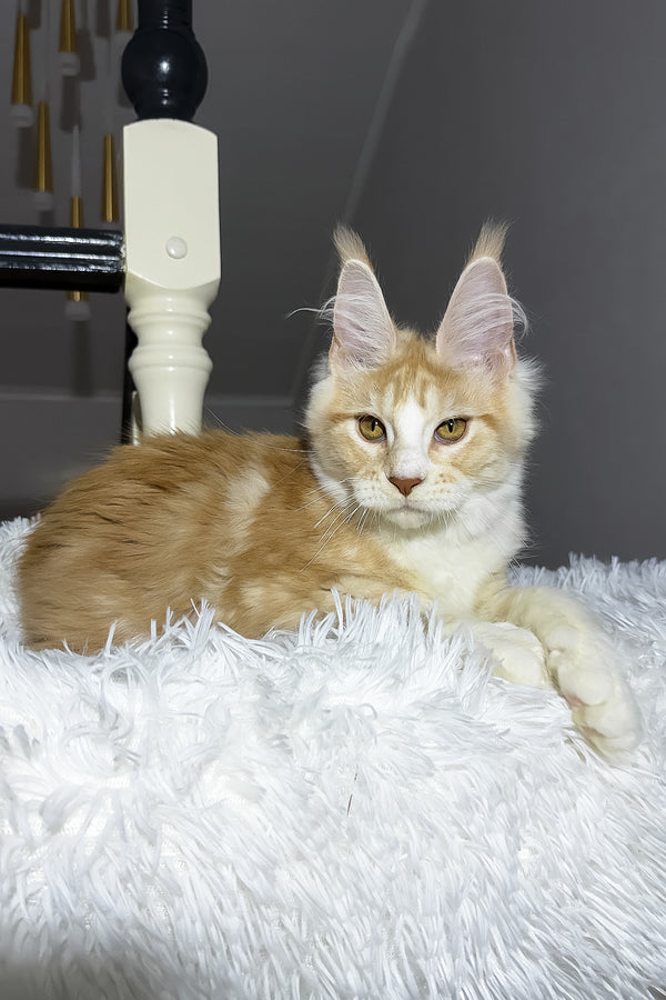 Cheesy | Maine Coon Kitten
