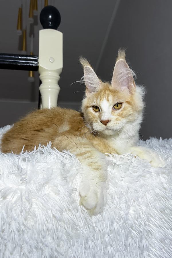 Cheesy | Maine Coon Kitten