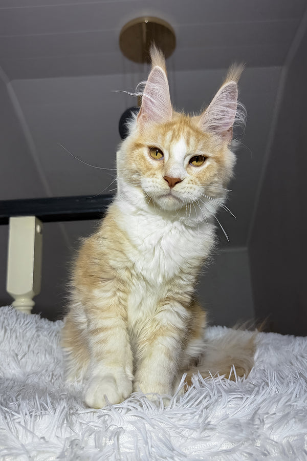 Cheesy | Maine Coon Kitten