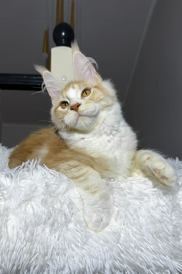 Cheesy | Maine Coon Kitten