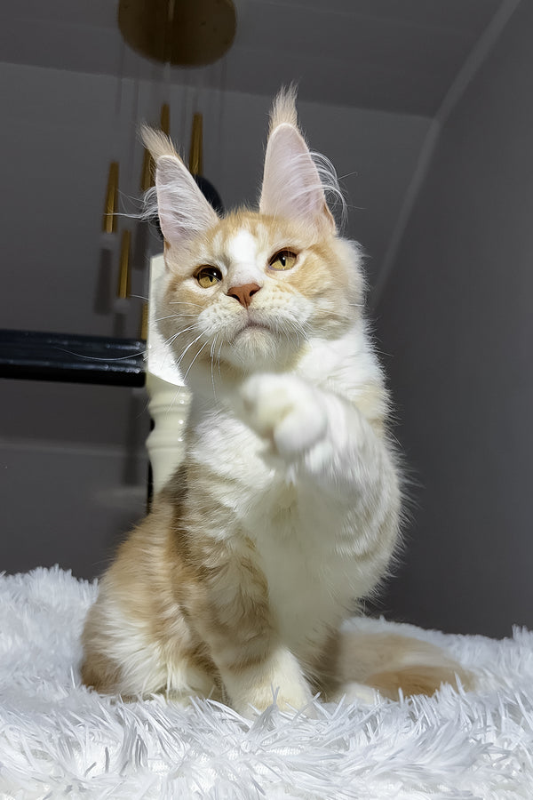 Cheesy | Maine Coon Kitten