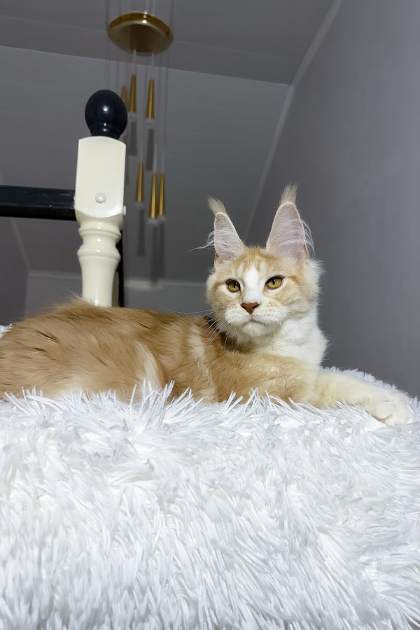 Cheesy | Maine Coon Kitten