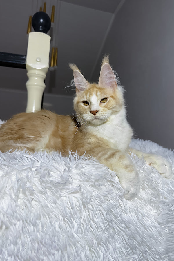 Cheesy | Maine Coon Kitten