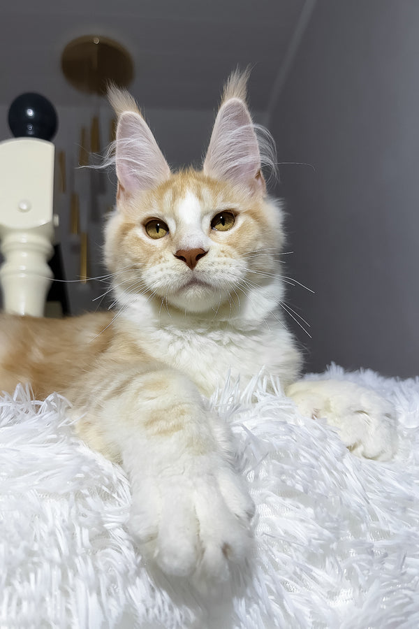 Cheesy | Maine Coon Kitten