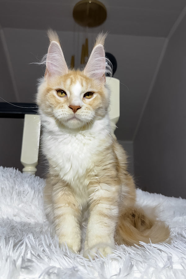 Cheesy | Maine Coon Kitten