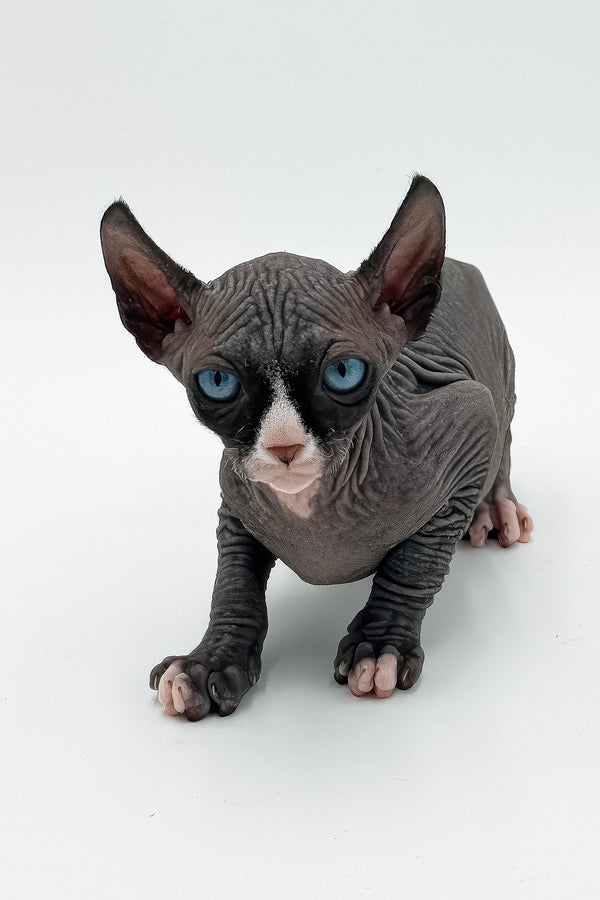 Cher | Canadian Sphynx Kitten