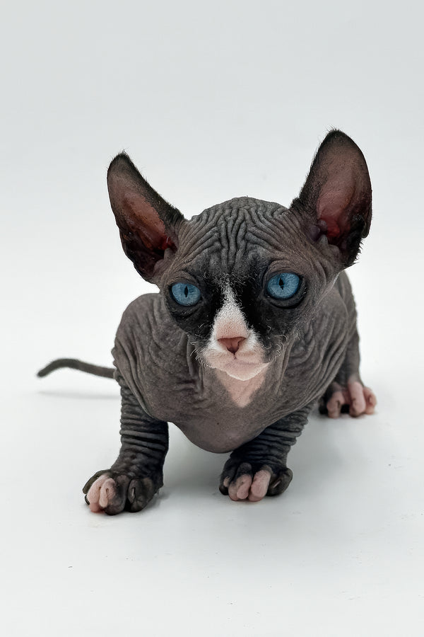 Cher | Canadian Sphynx Kitten