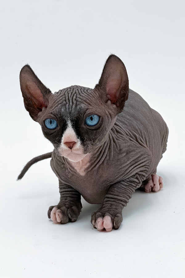 Cher | Canadian Sphynx Kitten