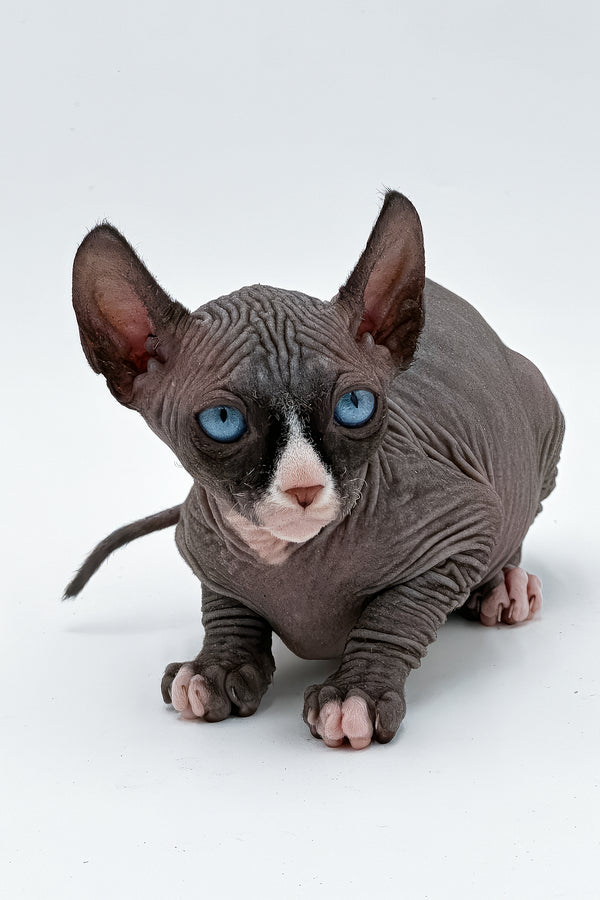 Cher | Canadian Sphynx Kitten